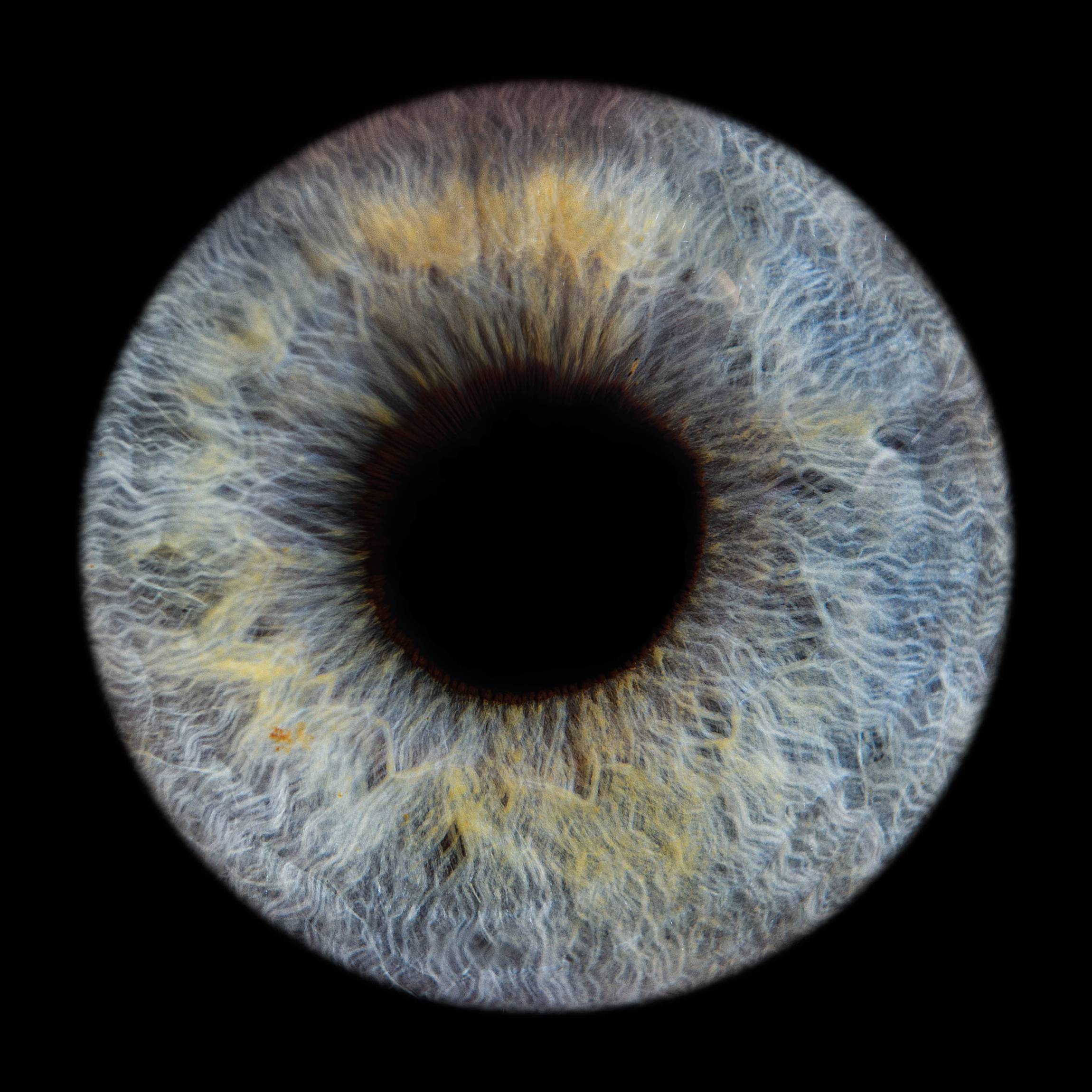 Photo - Iris - Diapo-11-min