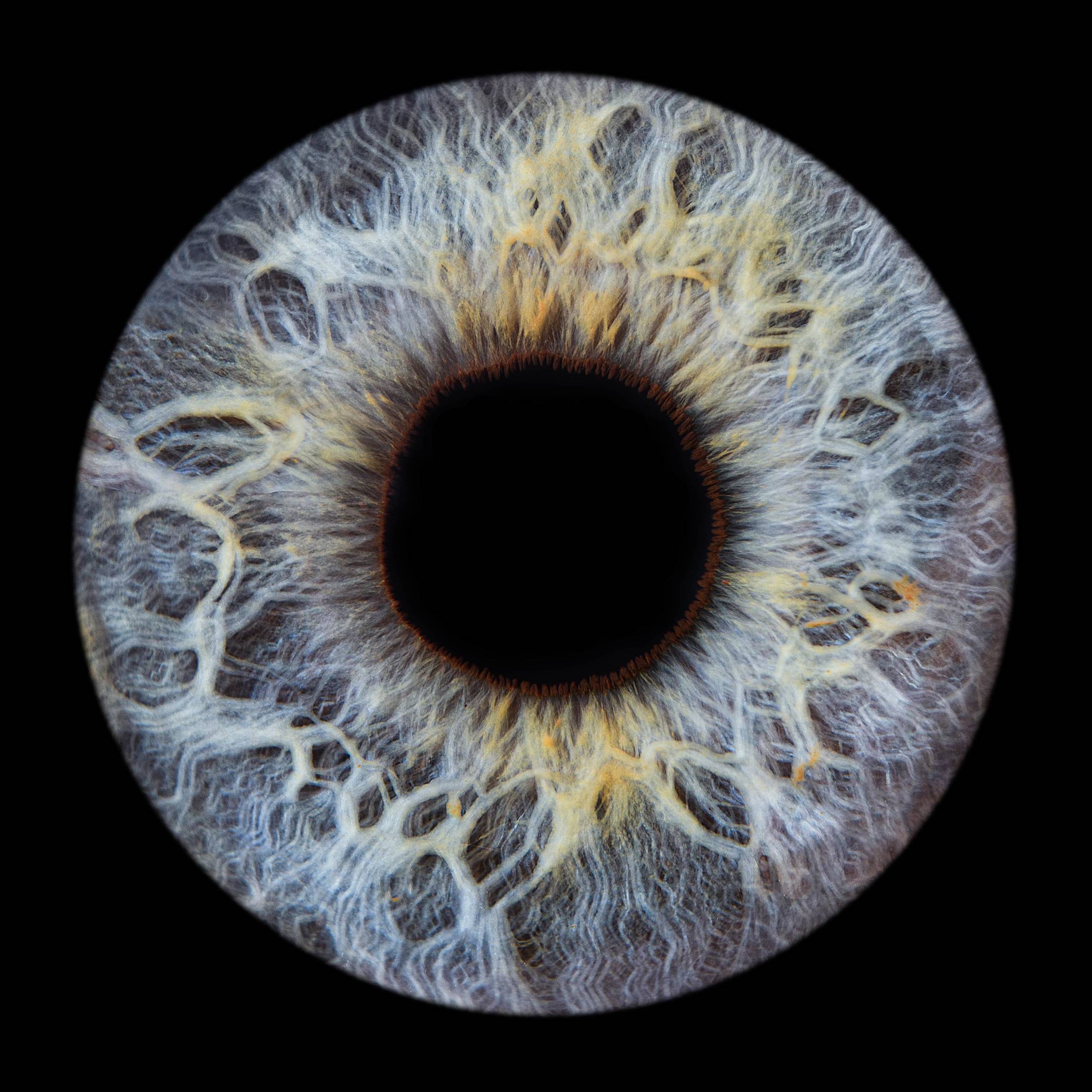 Photo - Iris - Diapo-9-min