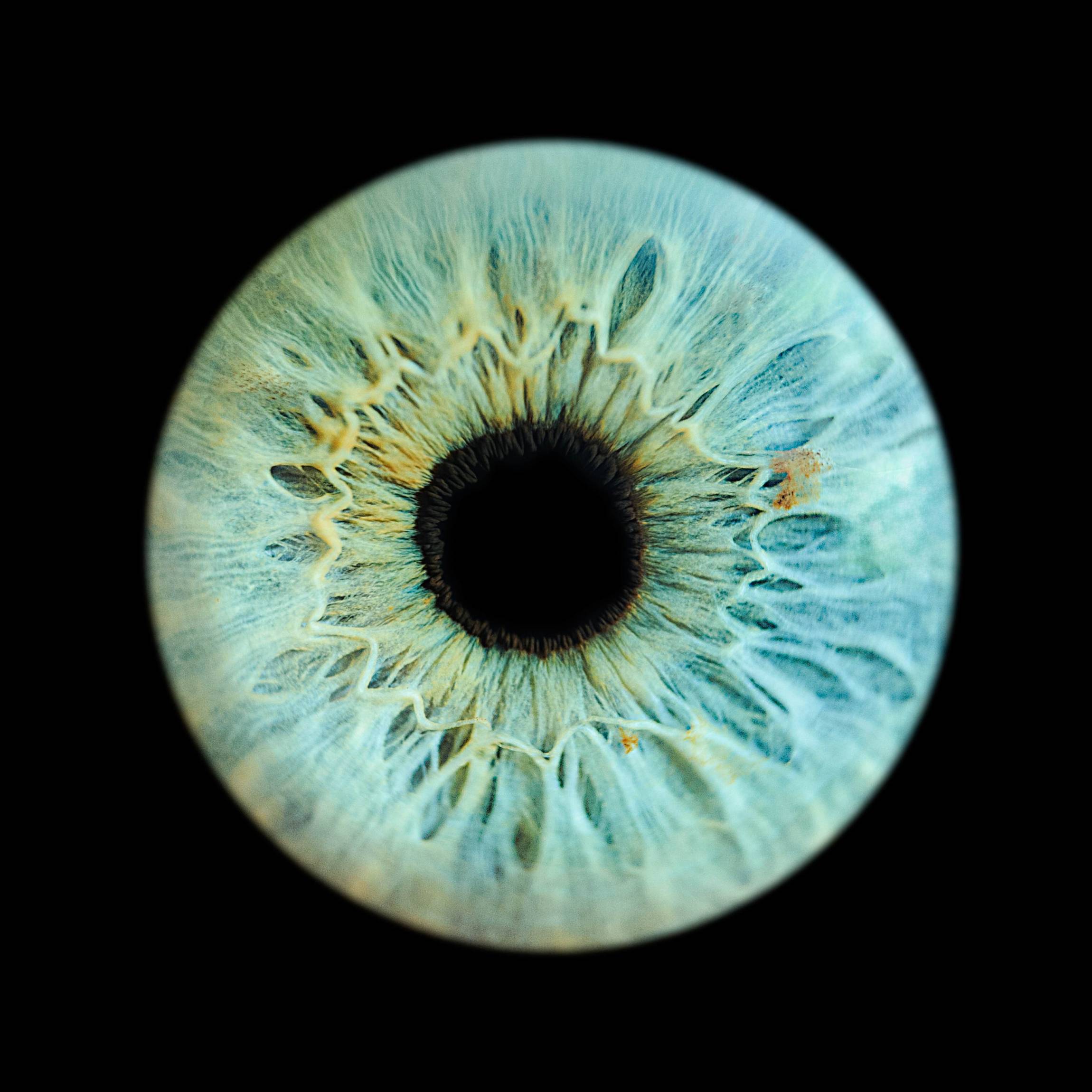 Photo - Iris - Diapo-4-min