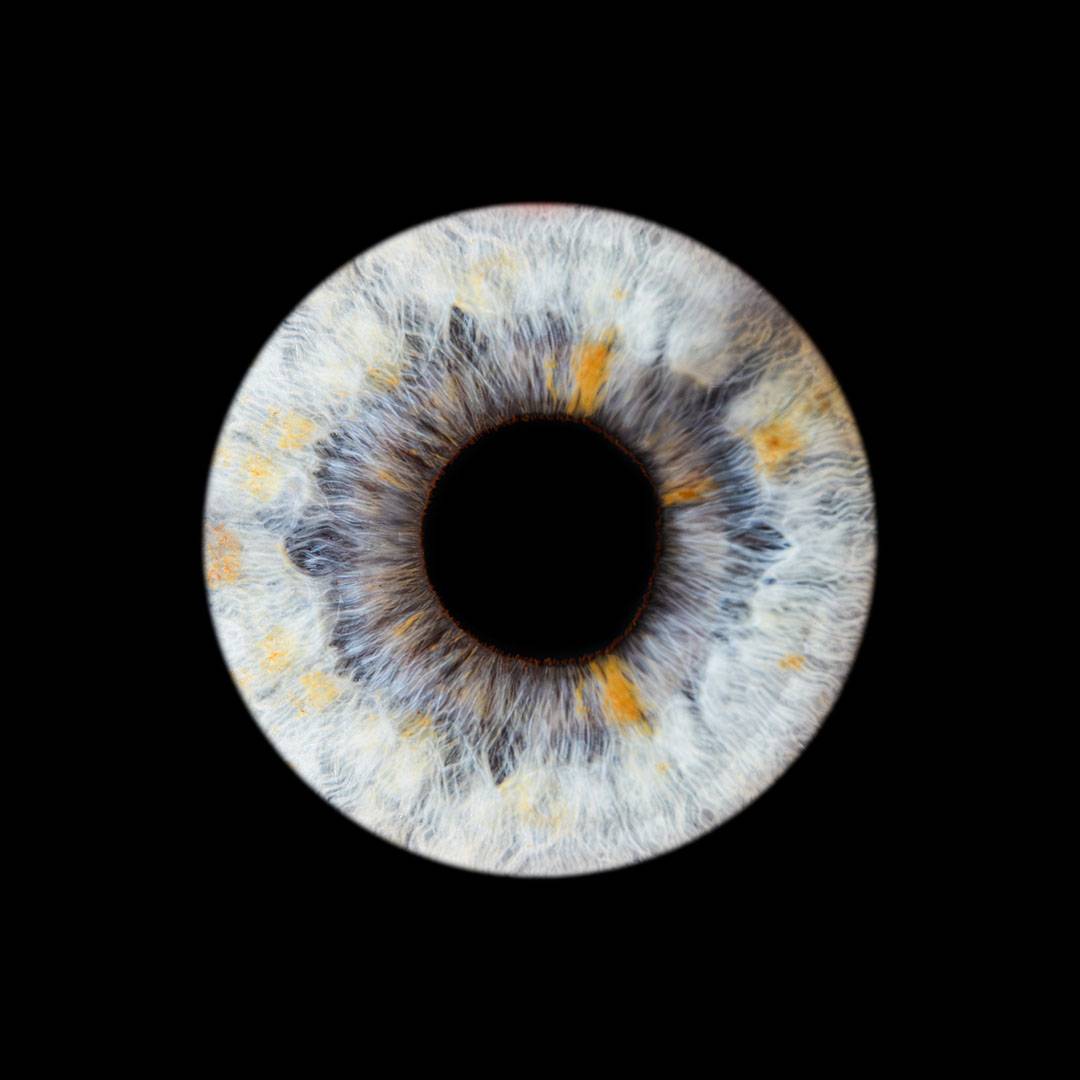 iris (1)