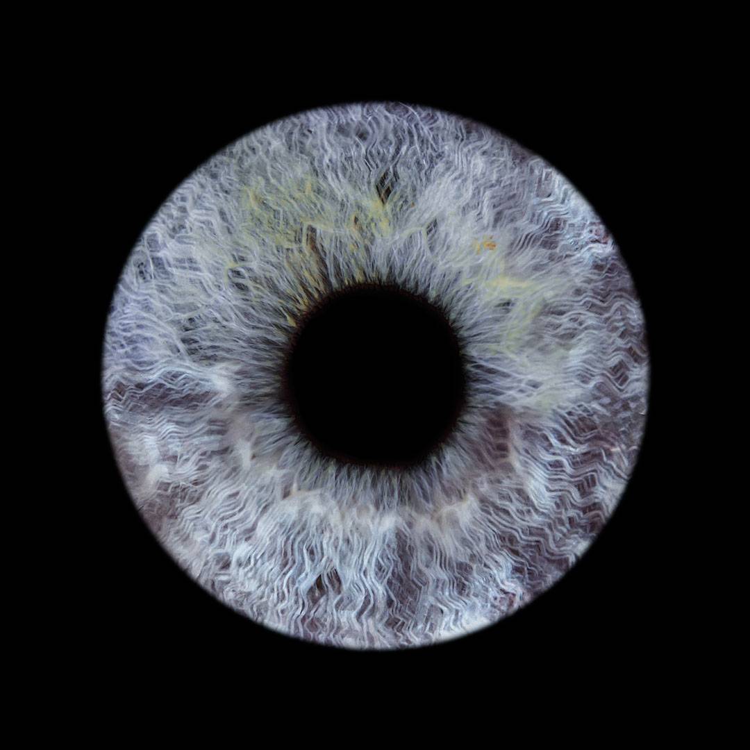 iris (4)